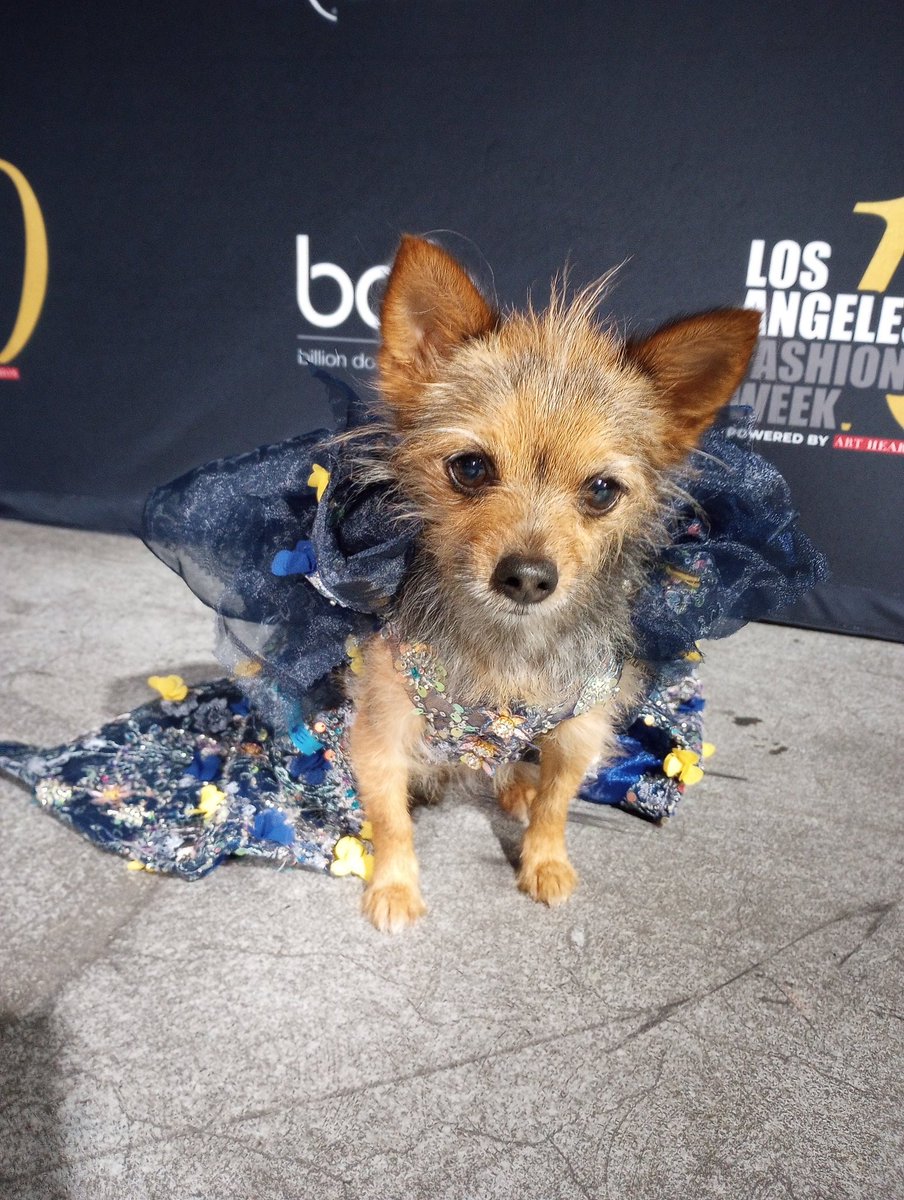 Mileyjodogmodel's tweet photo. An amazing time at LAFW with Anthony Rubio! A couple behind the scene pics...
Always an honor to be a part of these beautiful shows!
#lafw #FashionWeek
#doglove #runway #dogmodel #famousdog #dogsoffashion #behindthescenes #DogsofTwittter https://t.co/IZQMZEsik3