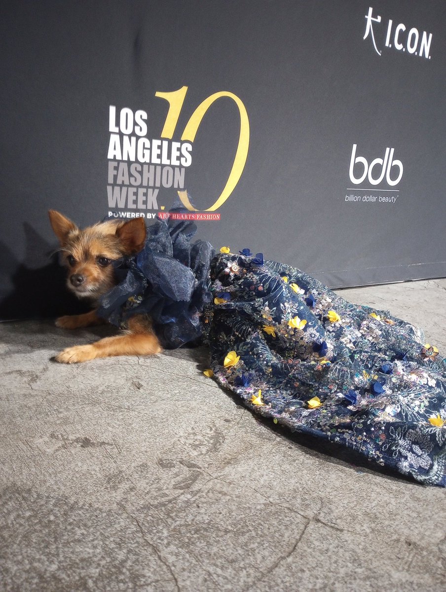 Mileyjodogmodel's tweet photo. An amazing time at LAFW with Anthony Rubio! A couple behind the scene pics...
Always an honor to be a part of these beautiful shows!
#lafw #FashionWeek
#doglove #runway #dogmodel #famousdog #dogsoffashion #behindthescenes #DogsofTwittter https://t.co/IZQMZEsik3