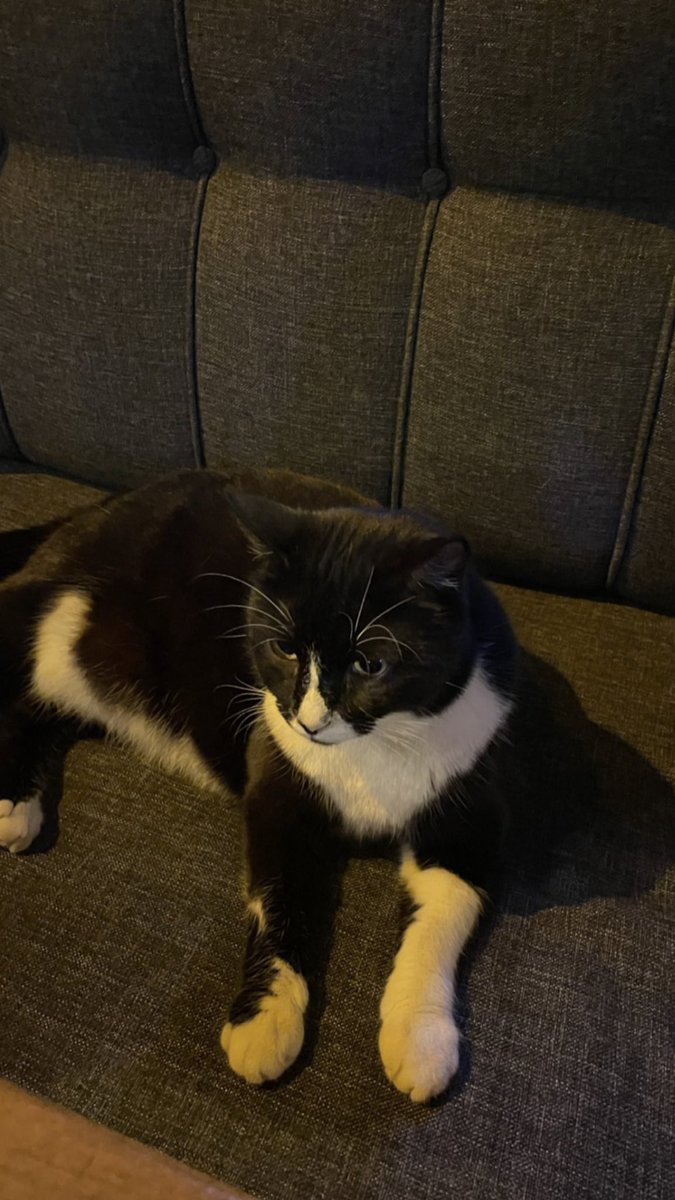 Elemanın hepinize miyavı var