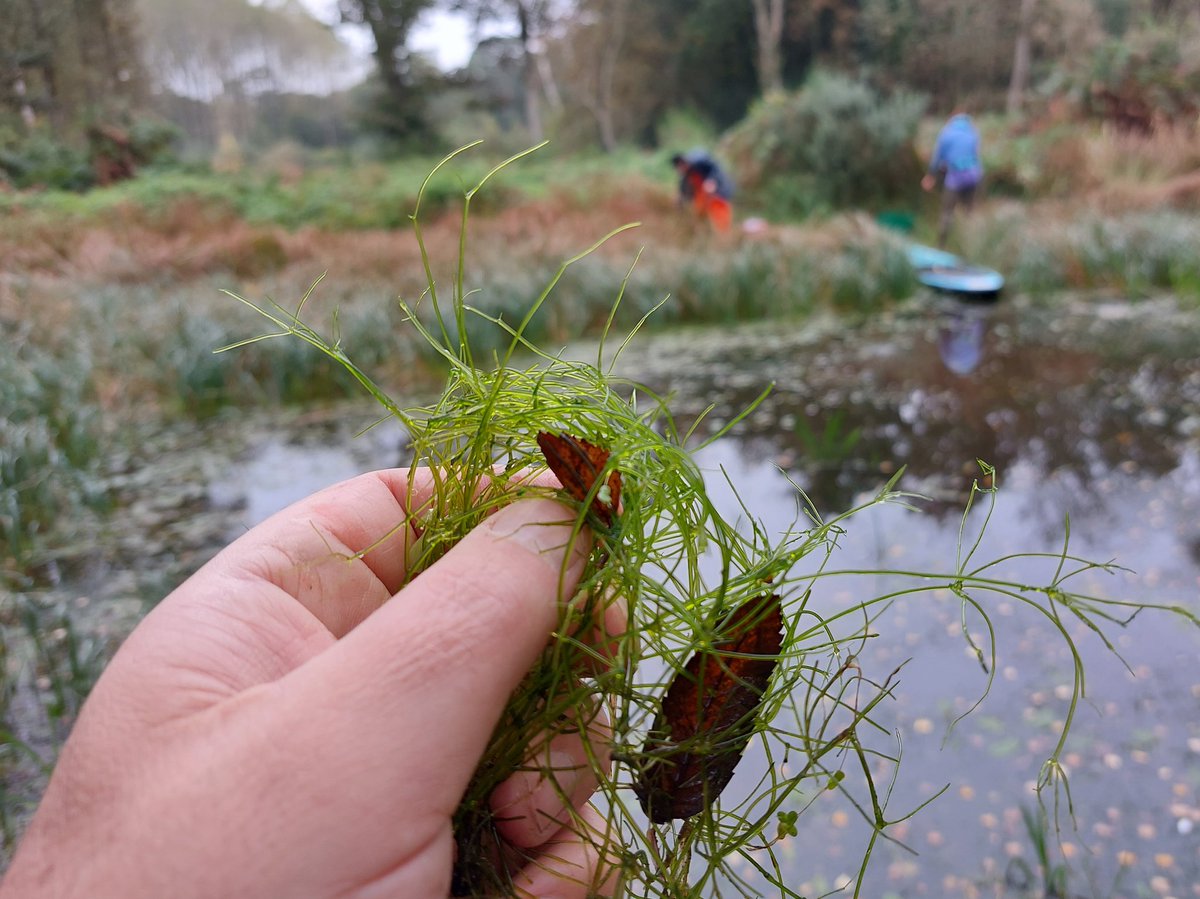 Nitella translucens in a restored N. Norfolk #pond. A bottle green see-through stonewort known only for 2-3 places in Norfolk &amp; no doubt long-lived oospores brought it back from the past. Pond restoration, if done well, is our best chance of saving many ultra rare wetland plants