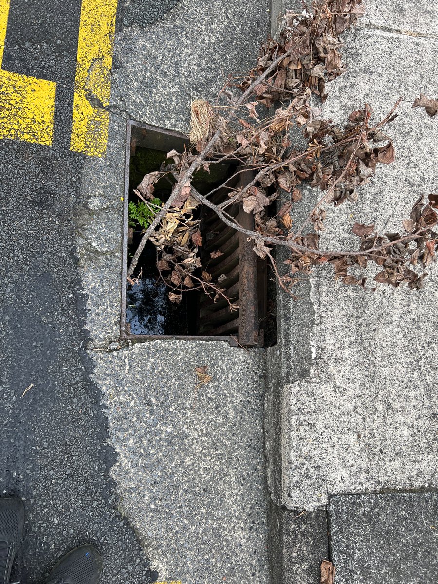 willdento's tweet photo. @AklTransport storm grate outside 2b nandana at the bus stop 5054 needs repair https://t.co/K5CkKhl7W8