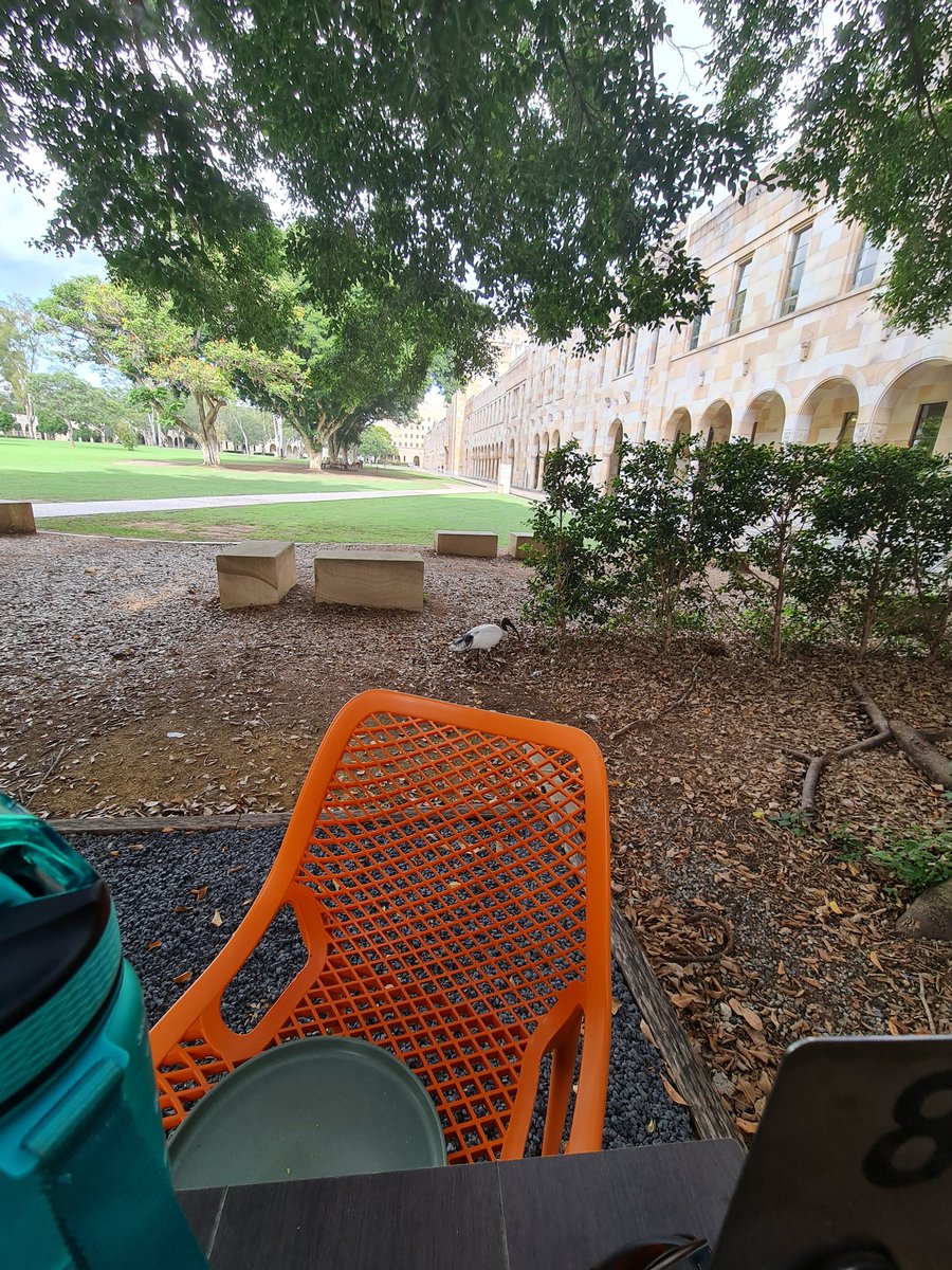 AstridRodrigue5's tweet photo. Half of my breakfast stolen by an ibis๐
but still happy and ready to begin our second day of writing science for @UQ_CBCS international students ! ๐ฅฐโ๐จ #thisisaustralia #writingscience https://t.co/XtSRAPAt8I