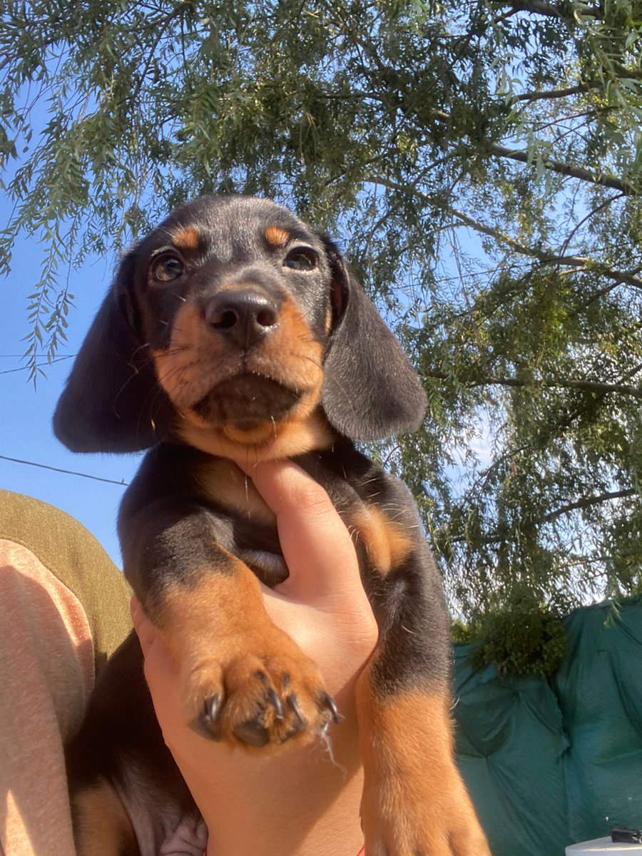 Que te regale un perrito🥺❤️‍🩹