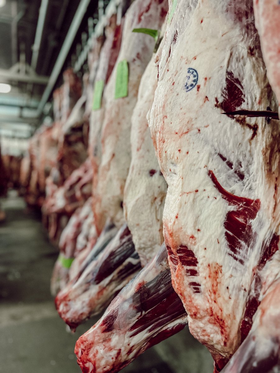 ByronCMeats's tweet photo. Biggg inspected beef line-up today.

#eatbeef https://t.co/zl48z95Sgf