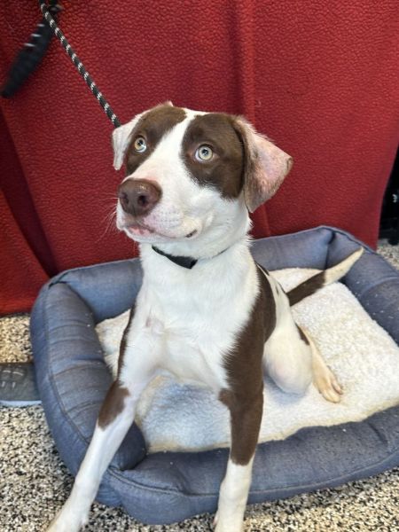 adopt_a_dog_bot's tweet photo. Nolan is a delightful pooch, who can be found near Jackson, MI! Nolan is a Chocolate Labrador Retriever, who may or may not have extra toes. #ChocolateLabradorRetriever #dogsoftwitter #rescue #adopt #dog #Jackson #Michigan #MI https://t.co/TvA6WZGOrI https://t.co/3ZEYZMRqZs
