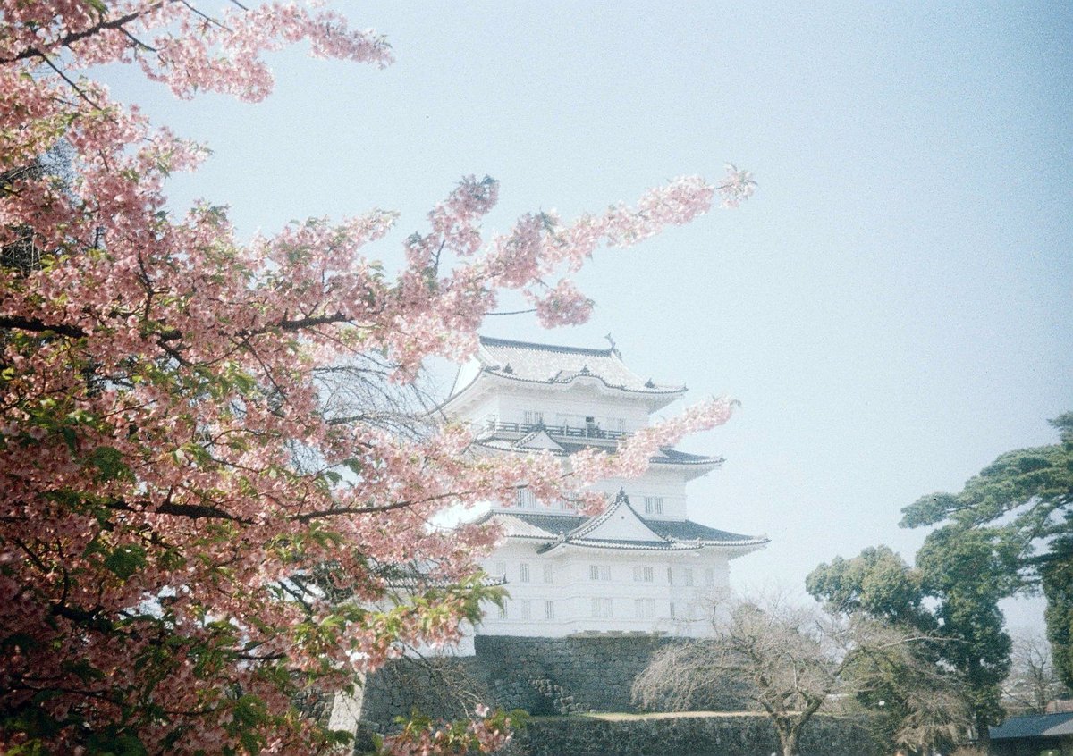 kashimu_HAMA's tweet photo. #根府川 #おかめ桜 #ウォーキング の後小田原城に寄ってきました。#河津桜 が葉桜になってしまっていたのが残念。
でも桜と城はいいですね。
#オリンパス #PEN_EE
#FUJIFILM 業務記録用フィルム 期限:2010.08 補正値:ASA64
#期限切れフィルム
#カメスズ
#film
#filmcamera
#TLを花でいっぱいにしよう https://t.co/km9m0wpvLt
