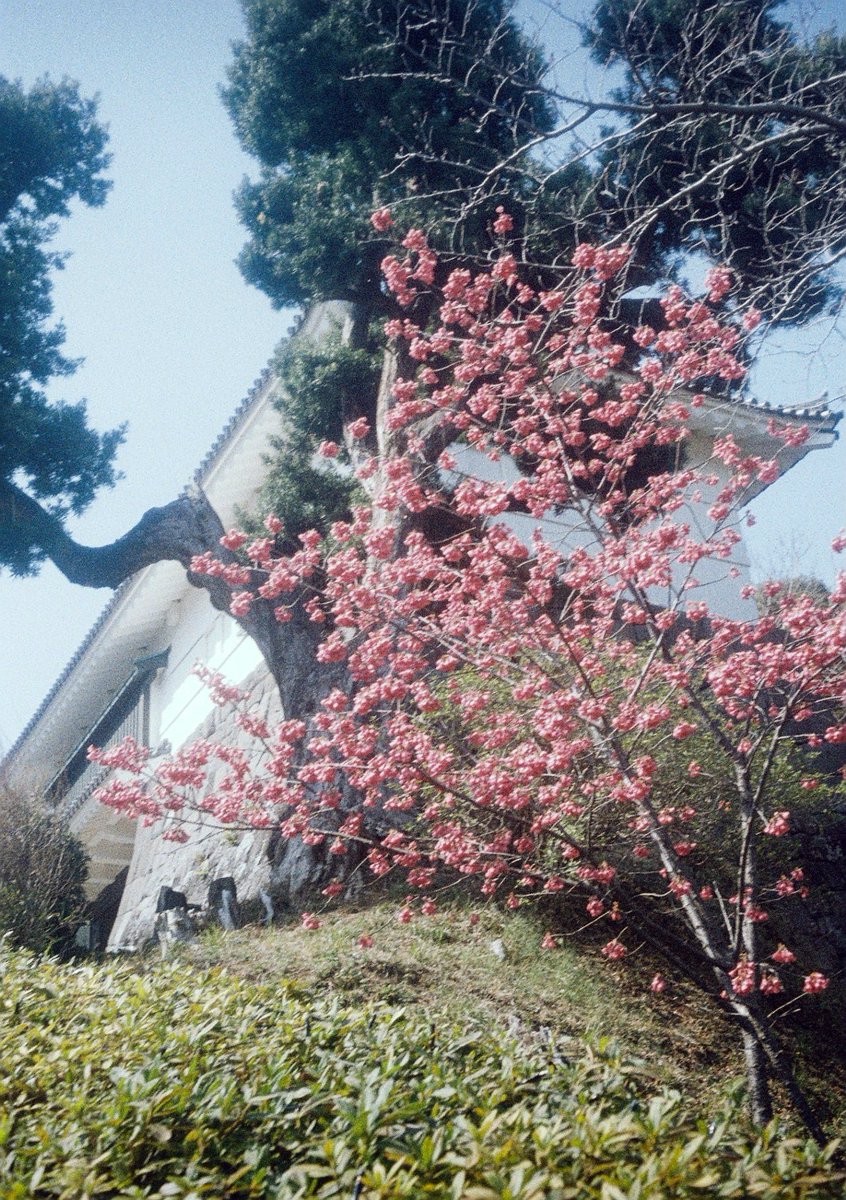 kashimu_HAMA's tweet photo. #根府川 #おかめ桜 #ウォーキング の後小田原城に寄ってきました。#河津桜 が葉桜になってしまっていたのが残念。
でも桜と城はいいですね。
#オリンパス #PEN_EE
#FUJIFILM 業務記録用フィルム 期限:2010.08 補正値:ASA64
#期限切れフィルム
#カメスズ
#film
#filmcamera
#TLを花でいっぱいにしよう https://t.co/km9m0wpvLt