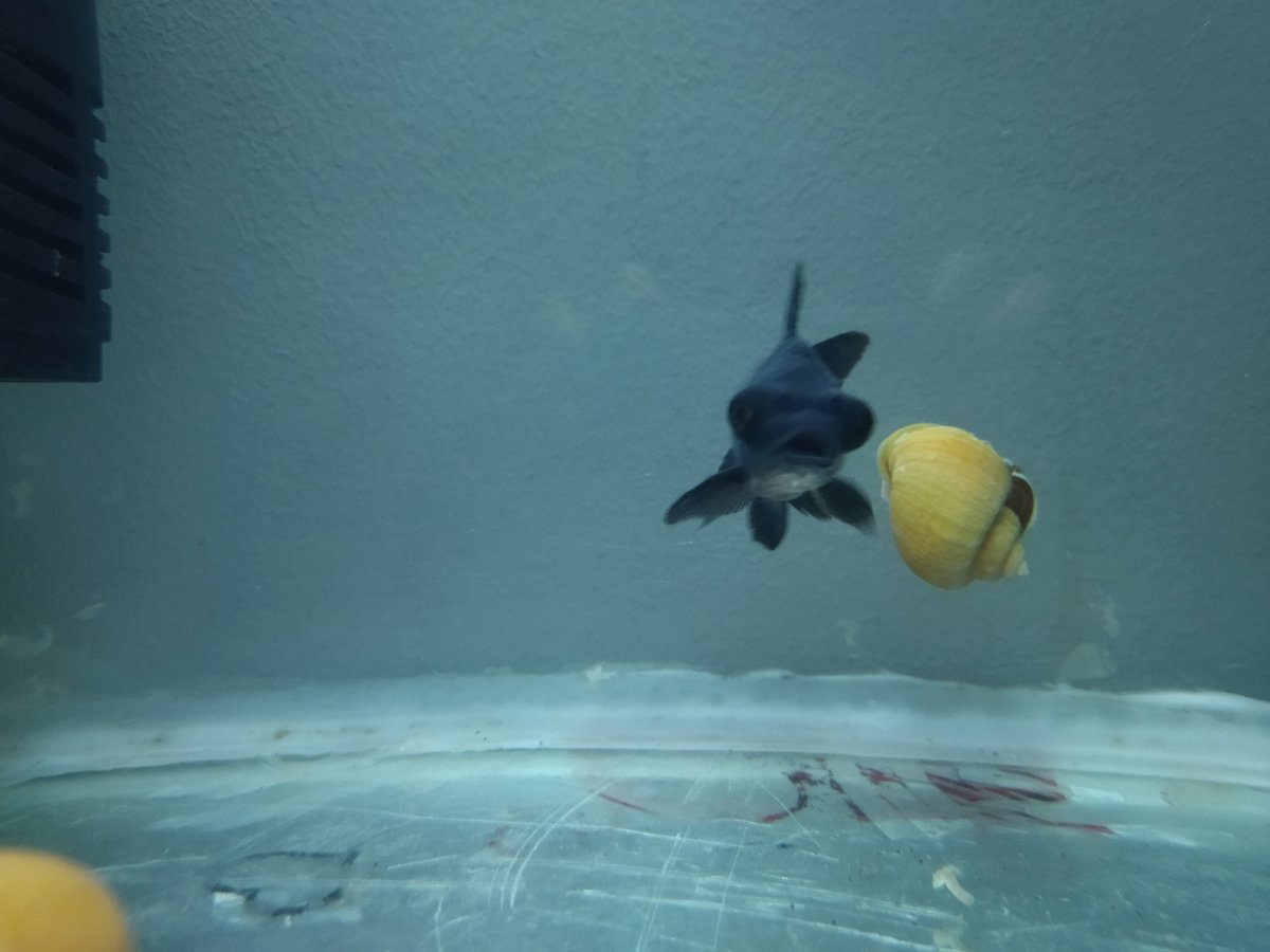 MohaCrepe's tweet photo. New Member 🥳🐟 #fish #aquarium https://t.co/qRkdZpzEjC