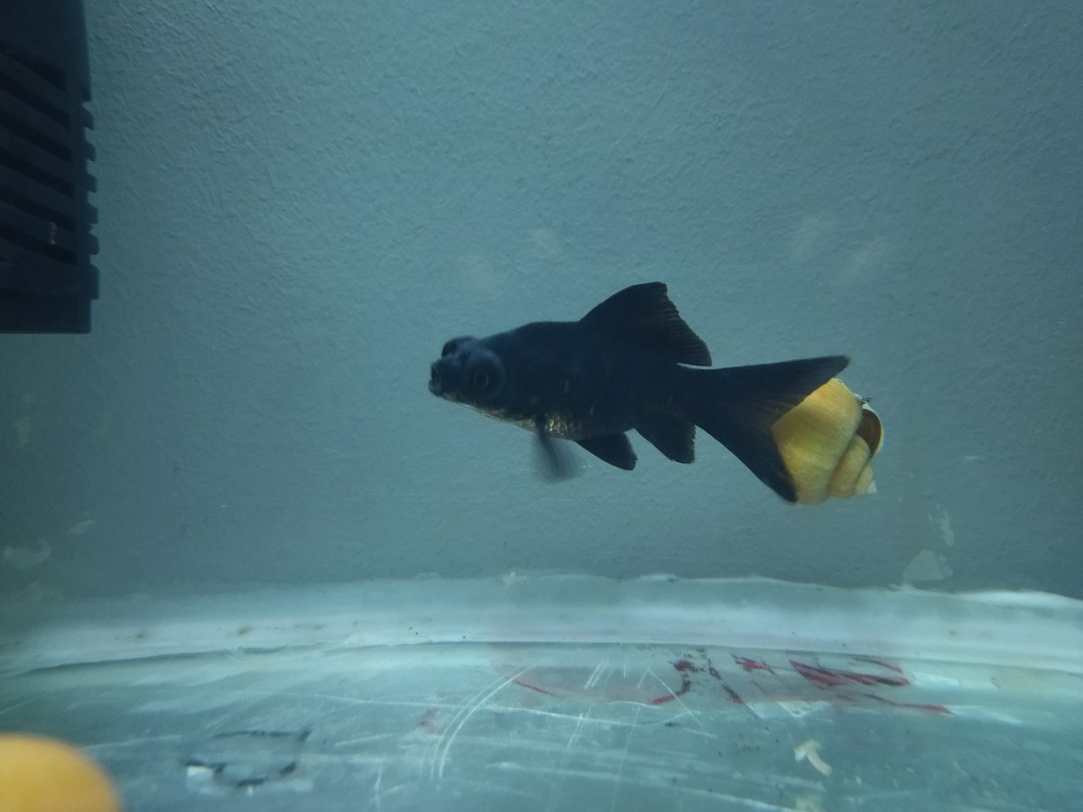 MohaCrepe's tweet photo. New Member 🥳🐟 #fish #aquarium https://t.co/qRkdZpzEjC