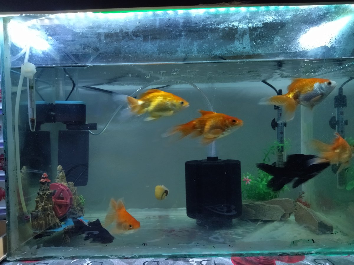 MohaCrepe's tweet photo. New Member 🥳🐟 #fish #aquarium https://t.co/qRkdZpzEjC