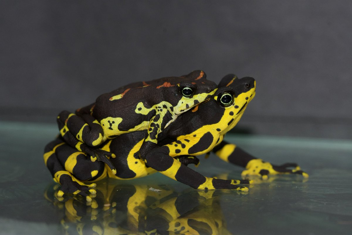 Happy #WorldFrogDay! This week we will be celebrating our conservation collaboration with @Panwildlife - the Harlequin Frog project aims to protect these beautiful but critically endangered species. Save the frogs and save the forests 🐸💚🌳. (Atelopus varius @McrMuseum)