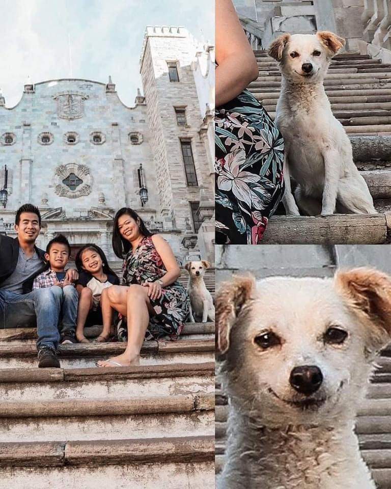 Necesito un 🐶 en mi vida tweet media