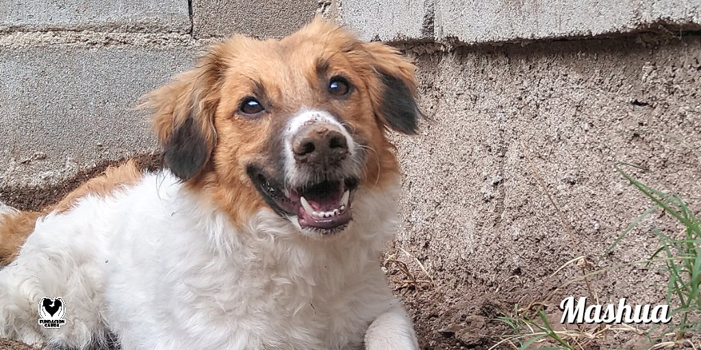 Esa carita lo dice todo 🌈.

Mashua sigue esperando su familia definitiva 💜.

📲 Si estás interesado en ella comunicate por privado.