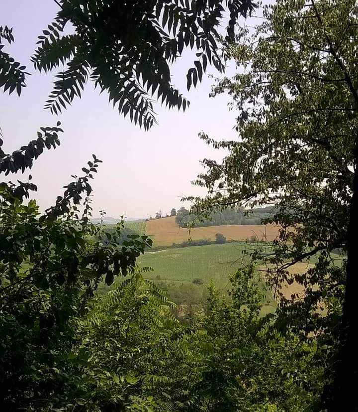 Relaxing views
#Scurzolengo (AT), June'17

#asti #astigiano #langhe #natura #nature #naturephotography #verde #green #vert #colline #hills #piemonte #viaggi #travel #traveling #travelphotography #landscape #landscapephotography #paesaggio #paesaggiitaliani #relax #zen