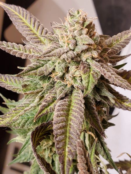 luv_2_gro_ my_meds tweet media