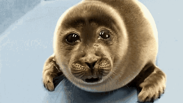 shouldhaveaseal's tweet photo. so cute
#seal #SealTeam #sealife https://t.co/nUOdRO5yD5