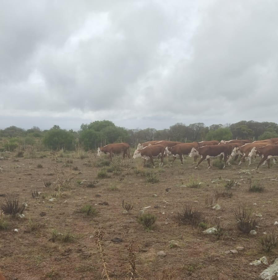 20 días y 145 mm de diferencia.