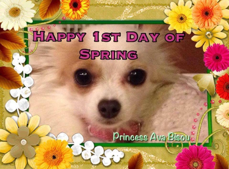 PrincessAvaBiso's tweet photo. 💐Happy 1st Day of Spring everyone 💐
#PrincessAvaBisou #puppymillsurvivor #PrisonertoPrincess #endpuppymills #firstdayofspring2019 #firstdayofspring🌷 https://t.co/gUwpivWIjc