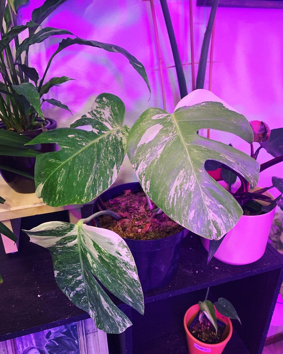 UniversalMoons's tweet photo. I WON AN EXPENSIVE AND RARE PLANT TODAY AND IF IT DIES I WILL 100% KILL MYSELF TOO https://t.co/SevGZxZvOG
