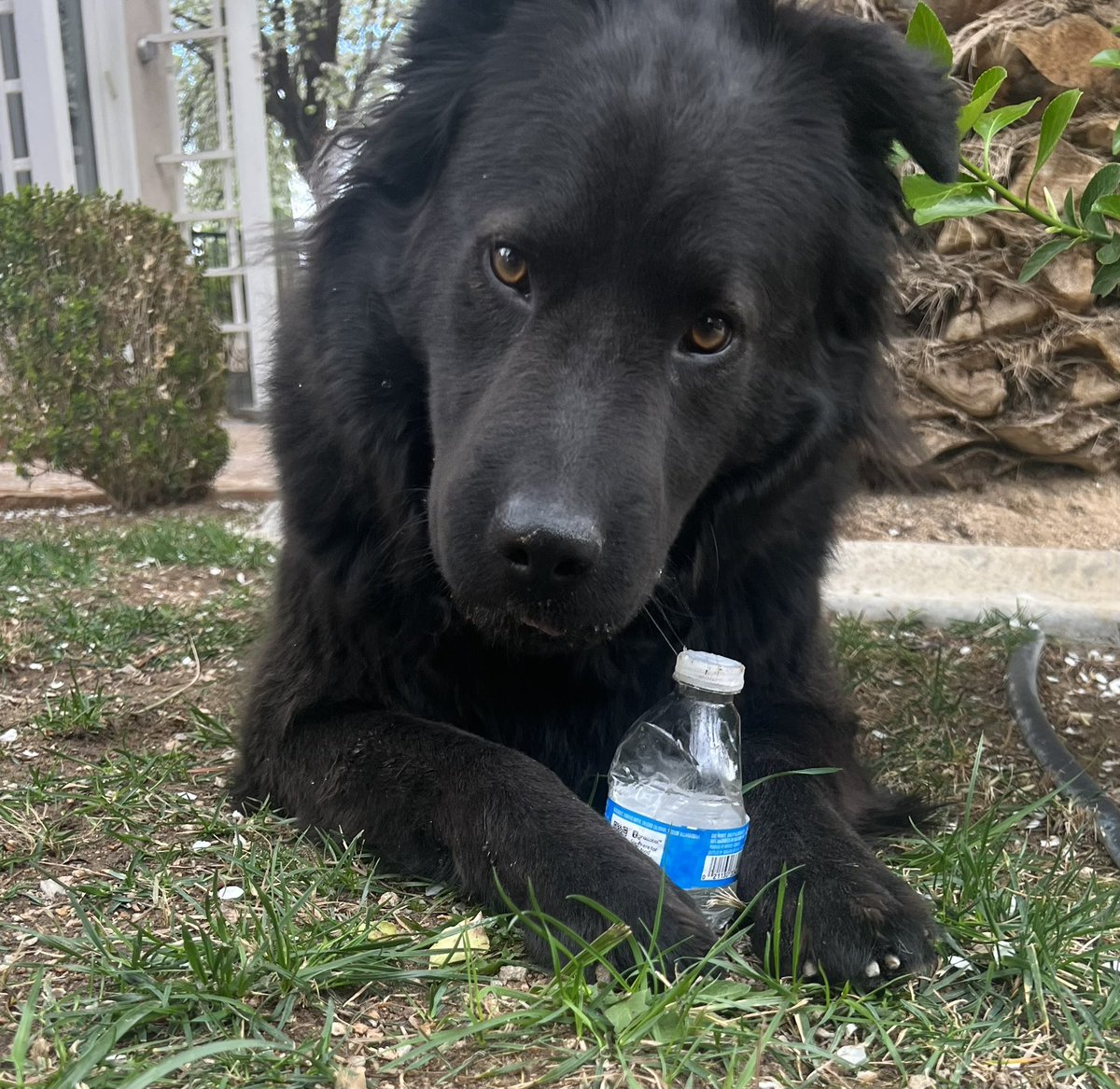 StephenEPearcy's tweet photo. You got a problem, sayβs the one they call BEAR. #bearthedog #trouble #protecto https://t.co/fHftwFQA4J