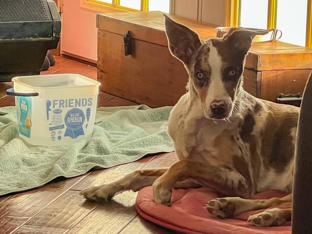 What ears?!?! . . . . . . #mistydawnseidel #catahoula #catahoulaleoparddog #catahoulamix #catahoulasofinstagram #catahoulasofig #catahoulaaussiemix #catahoulaaussie #adognamedjune #adognamedjunebug #agirlsbestfriend #agirlsbestfriendisherdog #catahoulalo… instagr.am/p/CqCUpknsHoE/