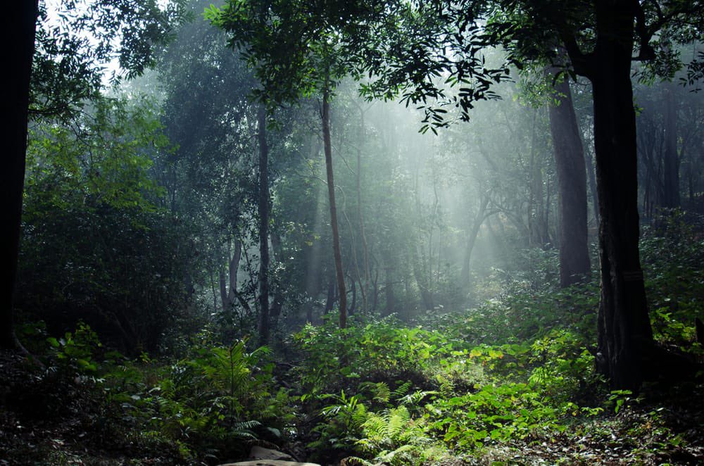dpradhanbjp's tweet photo. Forests are a lifeline for people and our planet. Forests, health and well-being are inseparable. 

India, including Odisha is home to vast forests. On #InternationalDayOfForests, let us protect and conserve our forests and also commit to bring degraded forests back to life. https://t.co/nxwwnlsGy5
