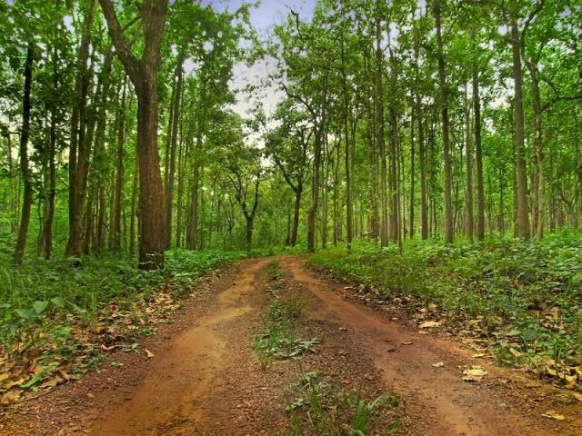 dpradhanbjp's tweet photo. Forests are a lifeline for people and our planet. Forests, health and well-being are inseparable. 

India, including Odisha is home to vast forests. On #InternationalDayOfForests, let us protect and conserve our forests and also commit to bring degraded forests back to life. https://t.co/nxwwnlsGy5