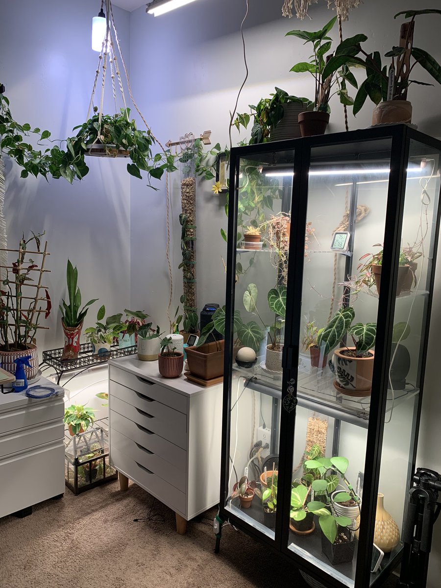 NancyG_89's tweet photo. My home office, I work from home and I love the view #planttwitter https://t.co/5jn32HsMsv