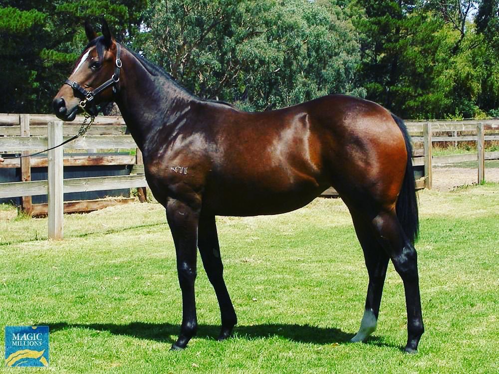 Macdonald Gluyas Racing (@macdonaldracing) on Twitter photo We were very happy to purchase this beautiful 1/2 sister to Outlaw's Revenge - lot 410 at the Adelaide <a href="/mmsnippets/">Magic Millions</a> Sale.
She has proven to be very popular with 80% of her sold. We do have a couple of small shares left - if you are quick!
Call Leon to discuss (0411 726 851) We were very happy to purchase this beautiful 1/2 sister to Outlaw's Revenge - lot 410 at the Adelaide <a href="/mmsnippets/">Magic Millions</a> Sale.
She has proven to be very popular with 80% of her sold. We do have a couple of small shares left - if you are quick!
Call Leon to discuss (0411 726 851)
