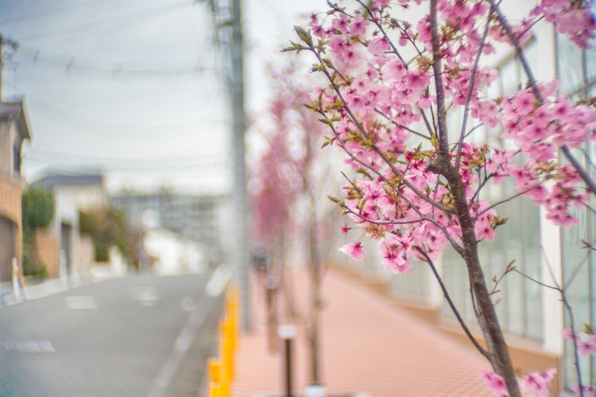 geno1192's tweet image. スーパー三和の桜がいい感じになっていました。
河津桜でもソメイヨシノでもない品種。
色も濃いピンクで高コントラストです。
#Angenieux40ｍｍF1.2
#ProjectorLens