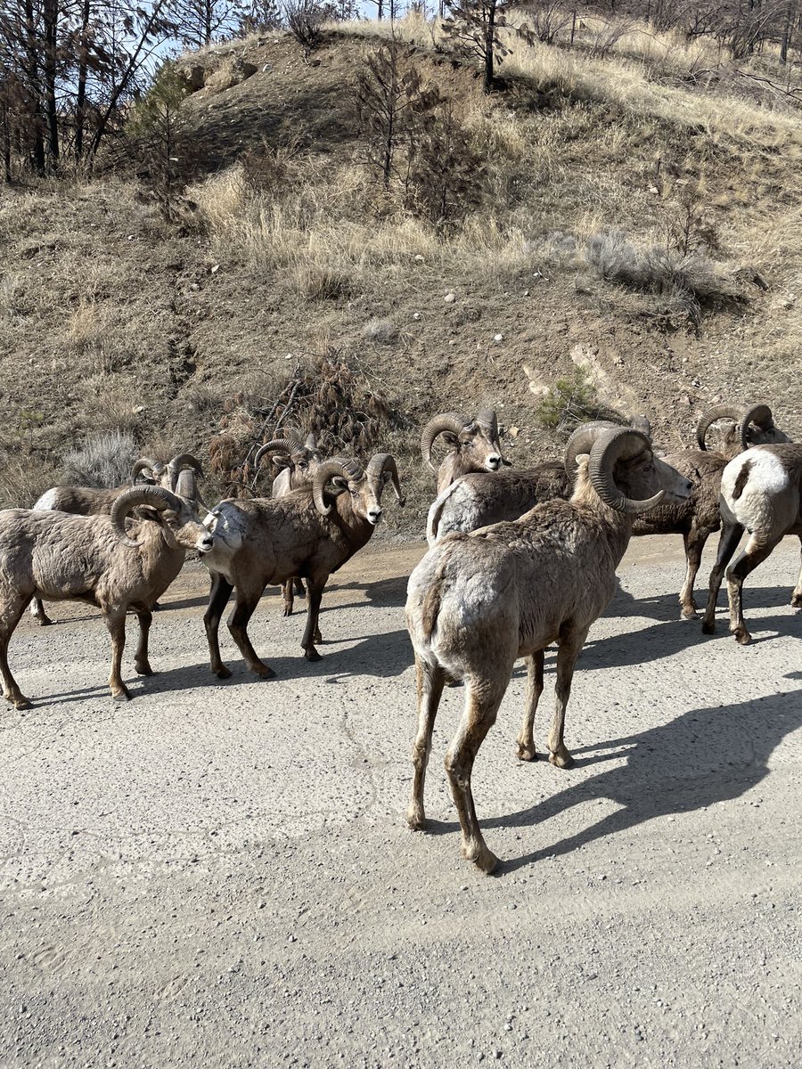 Aurelian Giles tweet media