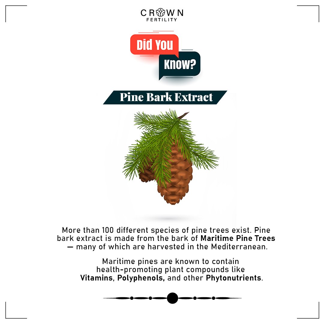 CrownfertilityU's tweet image. Pine Bark benefits for Men&apos;s health.

#SpermQ #SpermProblem #sperms #maleinfertility #malehealth #menshealthweek #menshealth #crownfertility #fertility #fertilitynutrition #fertiliytips #fertilitysupplements #fertilitynutritionist