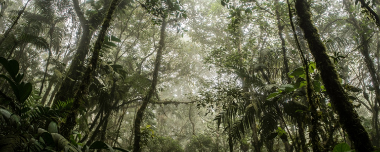 diegoriosb's tweet photo. Hoy es el día Internacional de los Bosques y la verdad  los Bosques de Colombia son EXTRAORDINARIOS

HILO🧵10 datos sobre los #BosquesdeColombia

1⃣ Más de la mitad del territorio continental de Colombia está cubierto de bosques.

Bosque en el Parque Nacional Los Farallones https://t.co/k9kb3DHHAR
