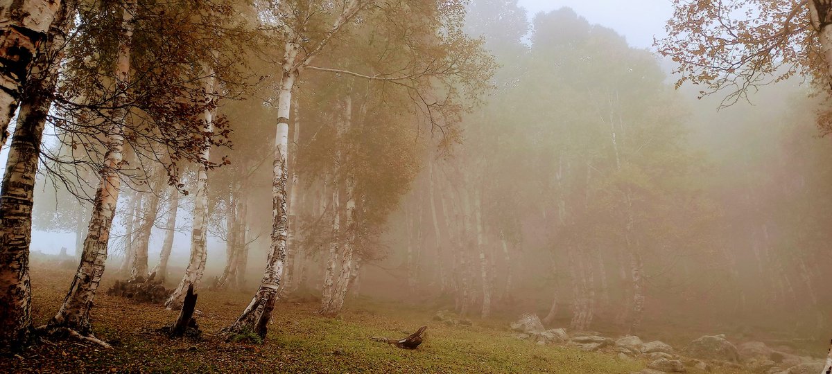 #MistyMorning
#Afarwat Forests 
#BirchTrees