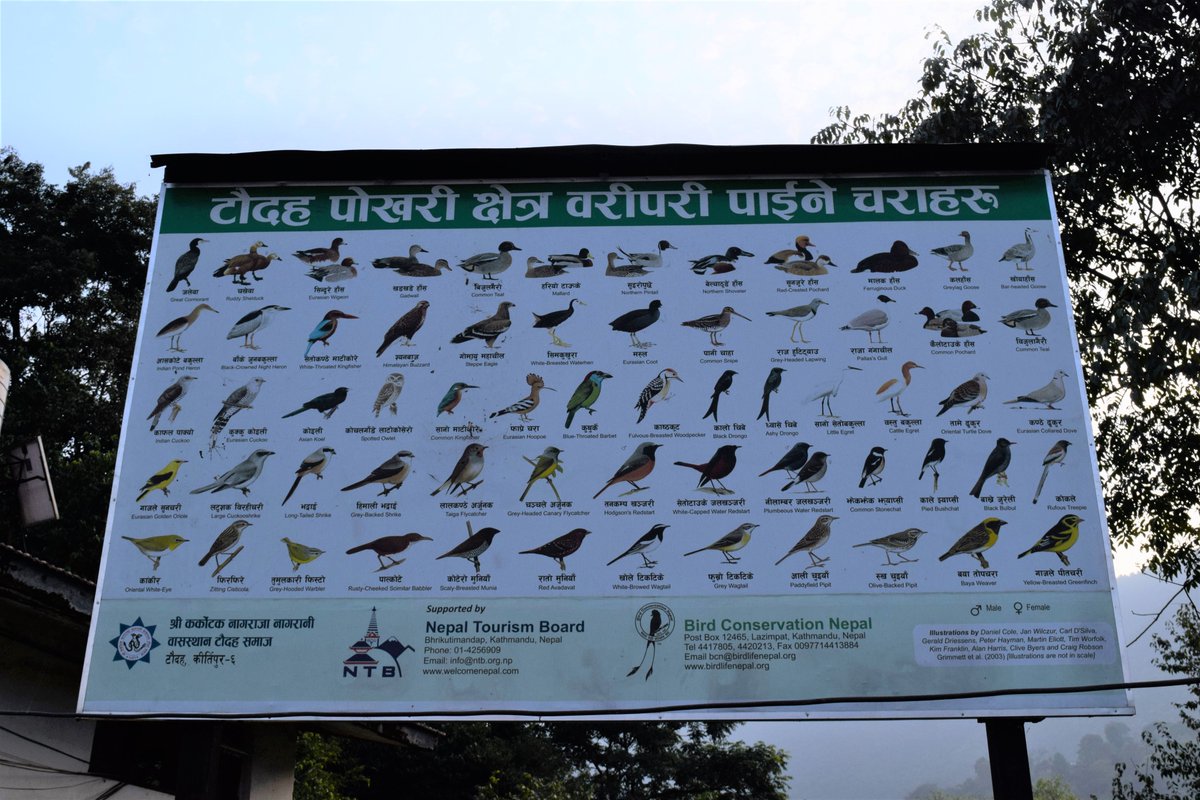 there there, @iShzz! 
#knowyourbirds #birdsofnepal 

cc @mrophiophagus
