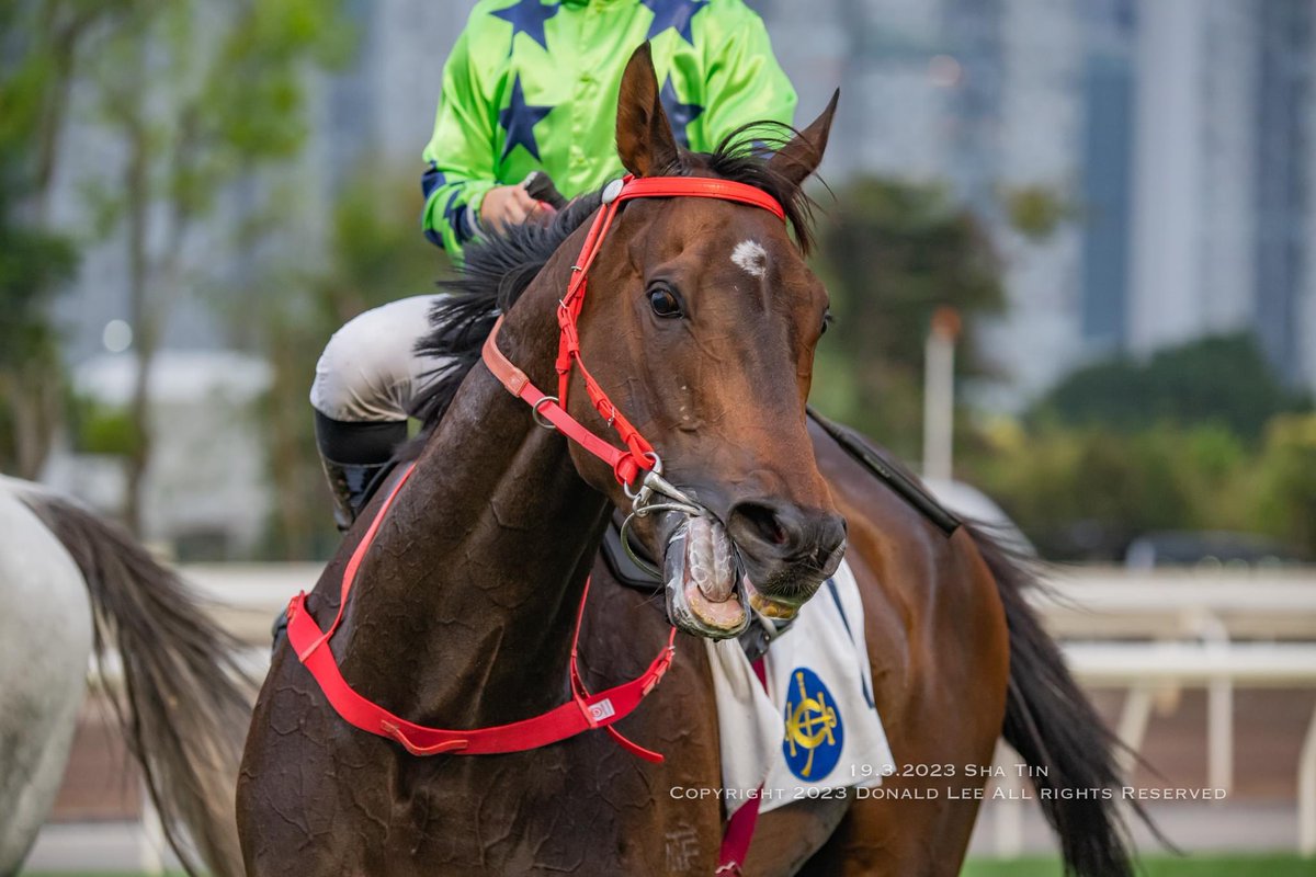 LeeMingDonald's tweet photo. 19.3.2023 Sha Tin
Race 9 Class 3 1200m
Supreme Lucky #PoonTrain
#HKracing #HorseRacing #Jockey #ShaTin #Horseracingphotography #競馬 #競馬写真 https://t.co/hFP9n9DpUM