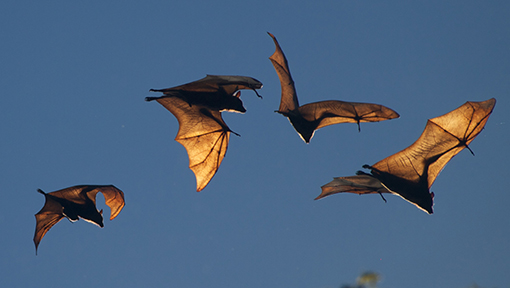 Burnet Institute (@burnetinstitute) on Twitter photo Why don’t most #viruses make #bats sick?
<a href="/BurnetInstitute/">Burnet Institute</a> virologist <a href="/JoshuaAHayward1/">Joshua A Hayward</a> explains this weird aspect of bat biology & what we currently understand about why that is.
burnet.edu.au/news/1735_why_…
<a href="/GildaTachedjian/">Prof Gilda</a> Why don’t most #viruses make #bats sick?
<a href="/BurnetInstitute/">Burnet Institute</a> virologist <a href="/JoshuaAHayward1/">Joshua A Hayward</a> explains this weird aspect of bat biology & what we currently understand about why that is.
burnet.edu.au/news/1735_why_…
<a href="/GildaTachedjian/">Prof Gilda</a>