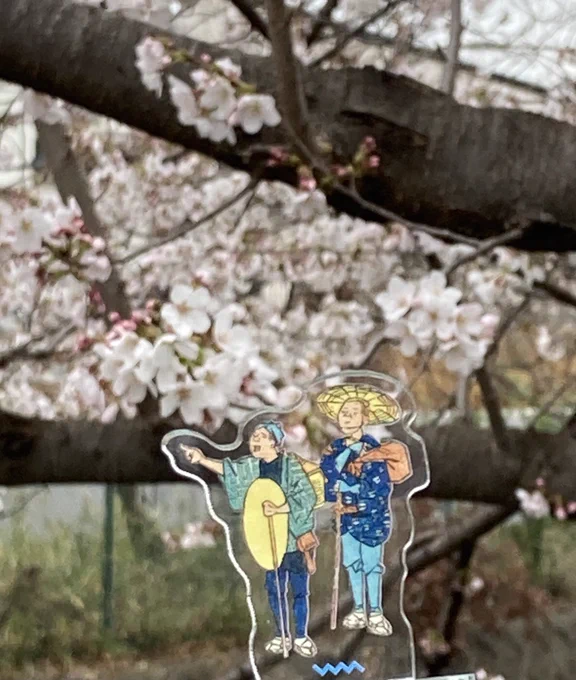 近所の桜がほぼ満開になっていました。季節よ私を置いていかないで。 