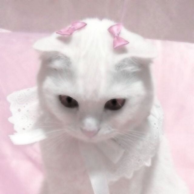 leejiya_'s tweet photo. Day 01 ੈ✩‧₊˚

Hello, I'm Jiya! I'm looking for interactive moots. 

- not new to #stantwt &amp; #kpoptwt
- she/her, enfp, '06
- ult: skz
- stans twice, itzy, xdinary heroes, nmixx, mamamoo, g-idle, ive, bp, and new jeans (I like gg more) 

♡︎/↺ to be moots &amp; please spread ˚ ༘₊ https://t.co/yMJwb67La4