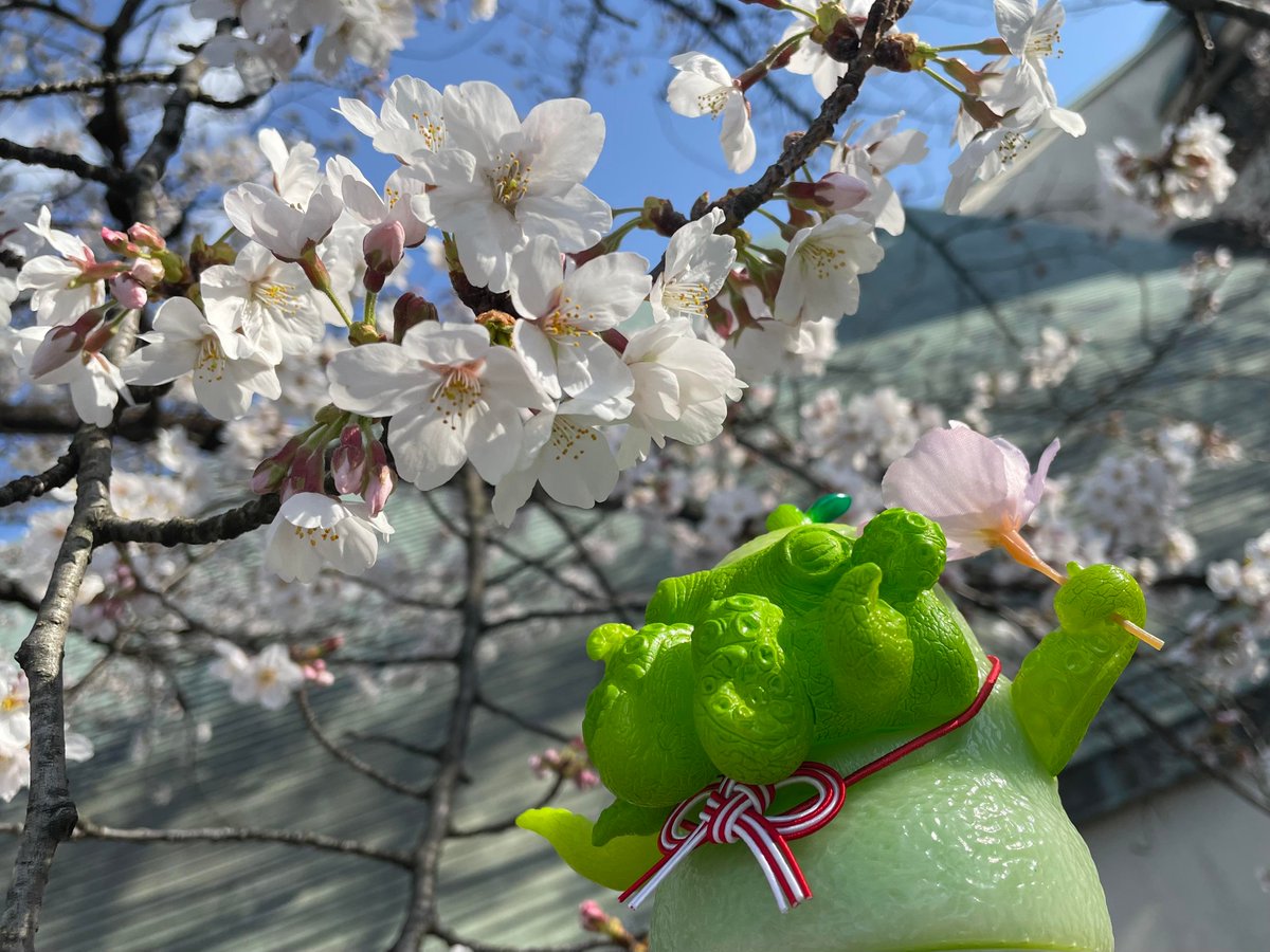 solid_2000's tweet photo. 今年も桜が咲きました🌸✨
ずんだカルパッチョも嬉しそう🤭🎵
#ソフコン3 #世界一平和な侵略者 #カルパッチョ #アボコ #aboco #アボカド #avocado #avocadoalien #ソフビ #sofvi #sofubi #vinyltoy #softvinyltoy #アートトイ #arttoy #玩具公仔 #設計師玩具 #お花見 https://t.co/OnuyzaH3iJ