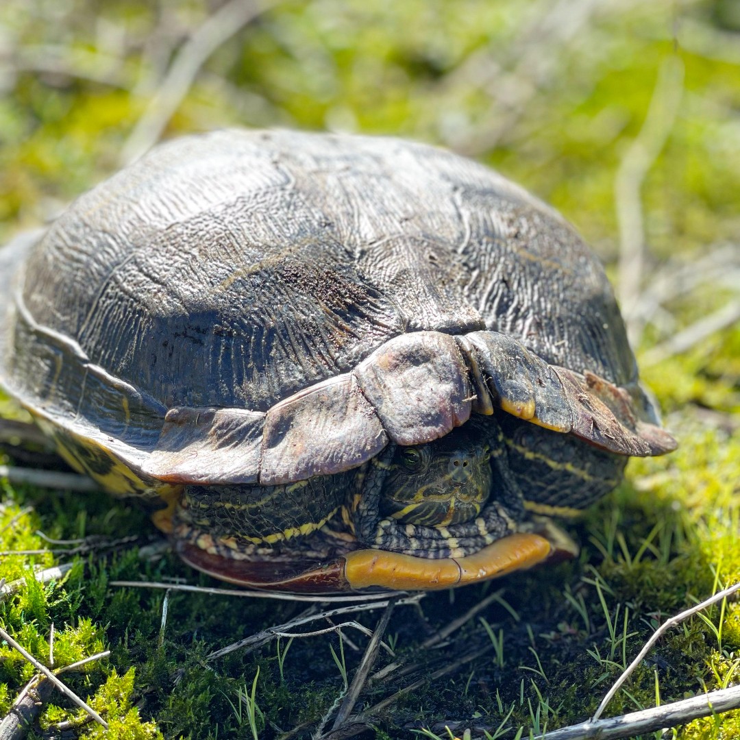 promisethepod's tweet photo. Anybody else feel like they're beginning to poke out of their winter shells?
This western painted turtle was photographed in a wet prairie by one of our restoration partners, Friends of the Tualatin River National Wildlife Refuge. 

#westernpaintedturtle #riparianrestoration https://t.co/iB54d4ZAFC