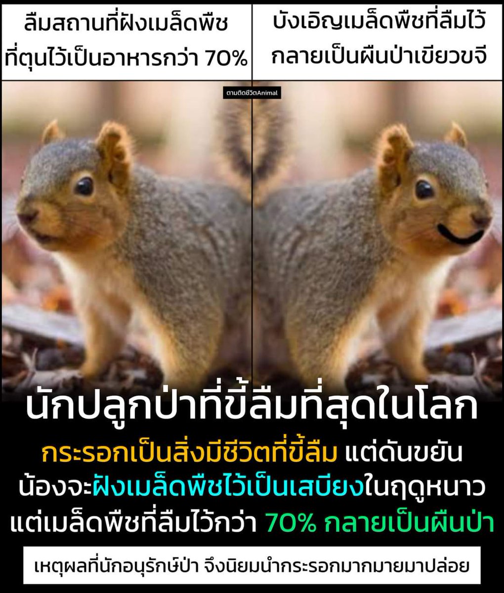 nicha_nicha_an's tweet photo. นักปลูกป่าที่ขี้ลืมที่��ุดในโลก 🐿️ 
cr: ตามติดชีวิตanimal https://t.co/x44Yxt1xuq