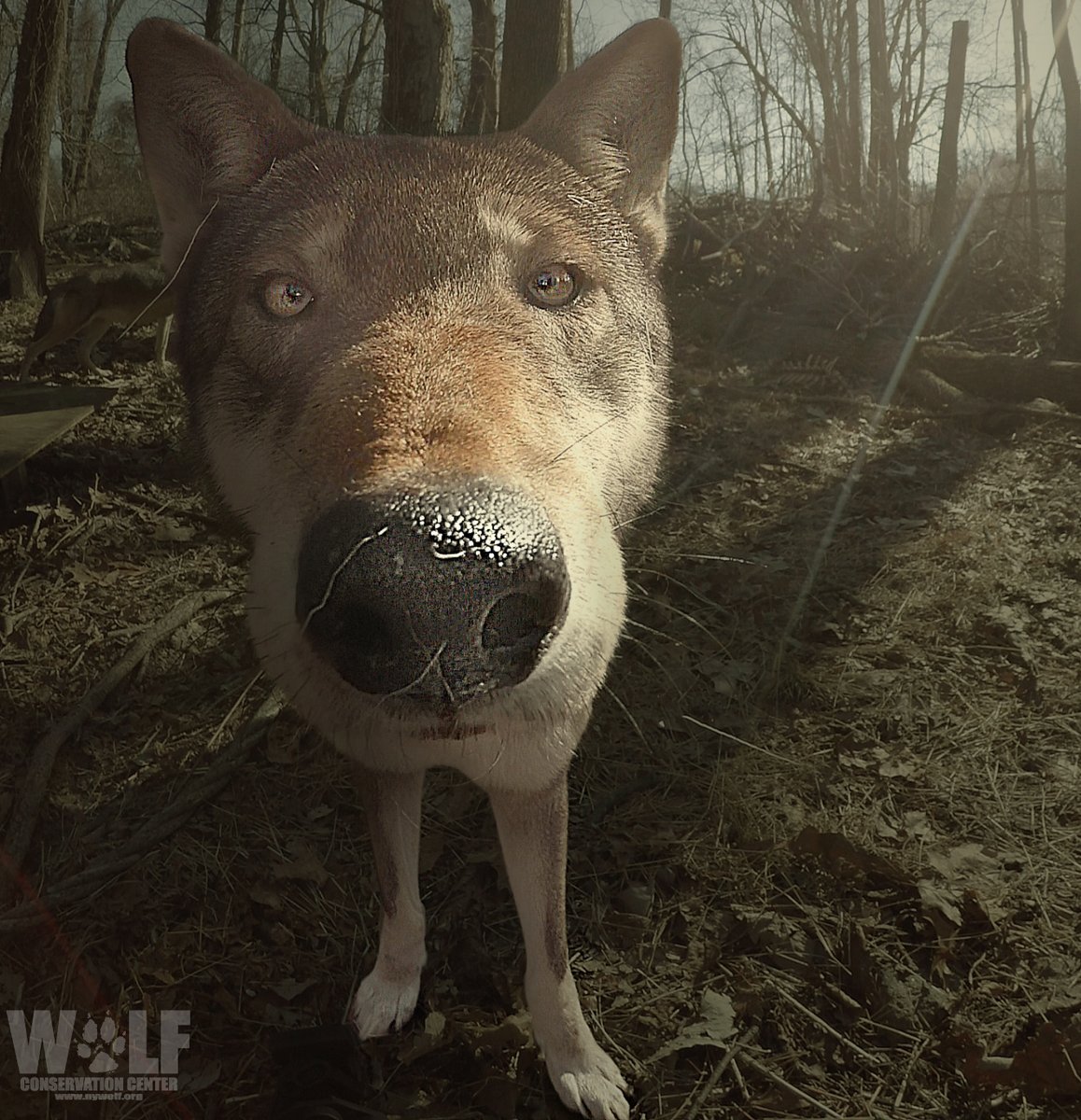 nywolforg's tweet photo. My name is Sam. Who are you? 🐺 https://t.co/FGOsikfzrp