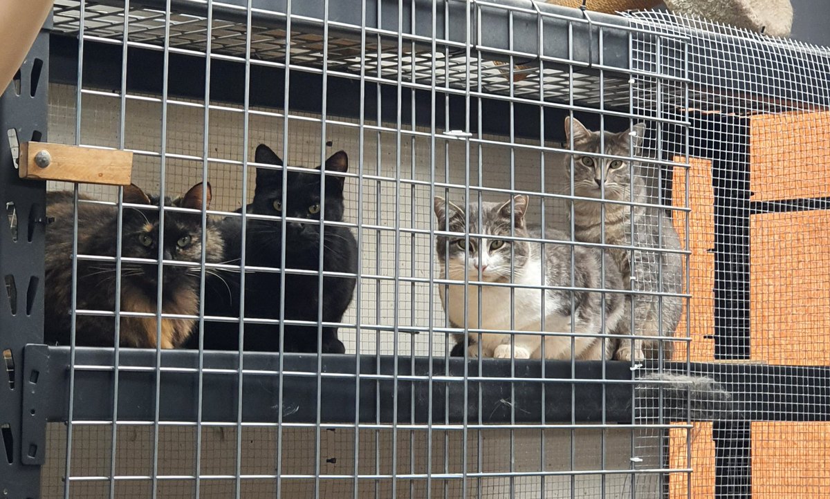 Can't wait for this album to drop.
#CatsOfTwitter