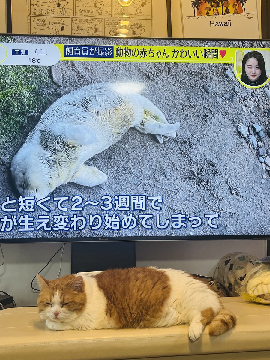 我が家にもアザラシいます🦭