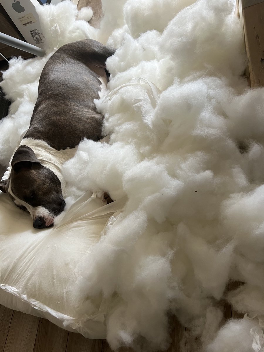 SammydaBulldog's tweet photo. Oh Cooper 😩 https://t.co/fjxNQXqDDJ