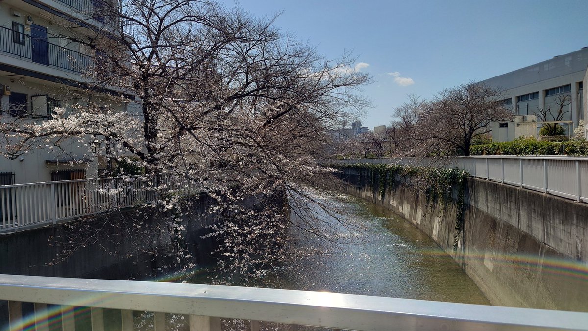 tera_libra_nk's tweet photo. 咲いておるね https://t.co/h63TH012bx