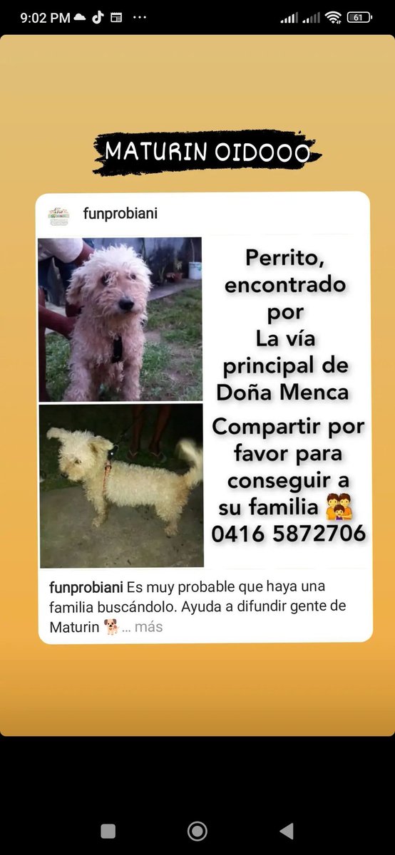 PerroUsuario Wof '•' tweet media