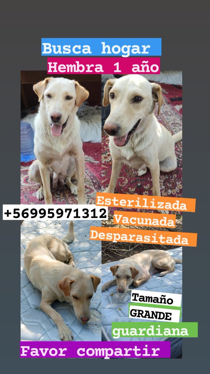 Hermosa perrita tipo Labrador abandonada en #Renca en un basural, pedimos urgente ayuda para ella hogar temporal o adoptantes🙏❤
Wsp +56981560185 #Ayuda #URGENTE