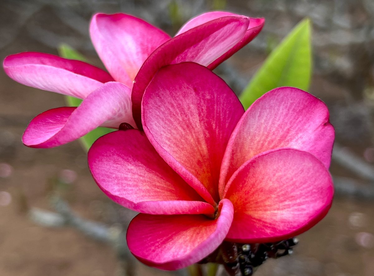 First day of Spring plumerias